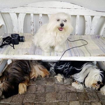 Tinghsa Bells Tibetan Terrier 0309