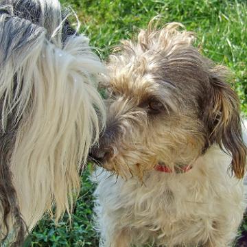 Tinghsa Bells Tibetan Terrier 0310