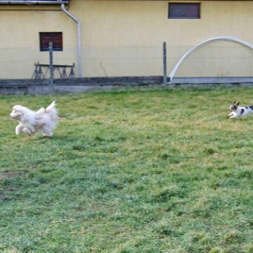 Tinghsa Bells Tibetan Terrier 0311