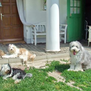 Tinghsa Bells Tibetan Terrier 0312