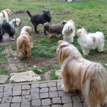 Tinghsa Bells Tibetan Terrier 0314