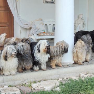 Tinghsa Bells Tibetan Terrier 0315