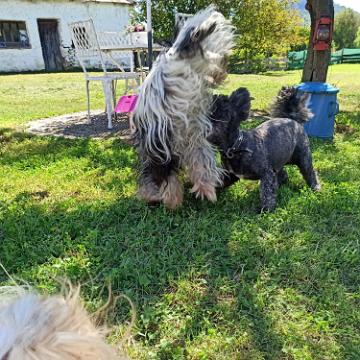 Tinghsa Bells Tibetan Terrier 0316