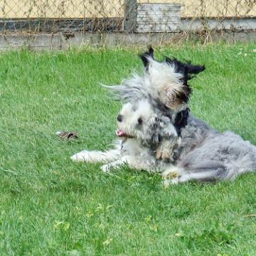 Tinghsa Bells Tibetan Terrier 0317