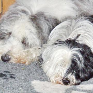 Tinghsa Bells Tibetan Terrier 0318