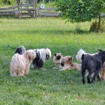 Tinghsa Bells Tibetan Terrier 0319