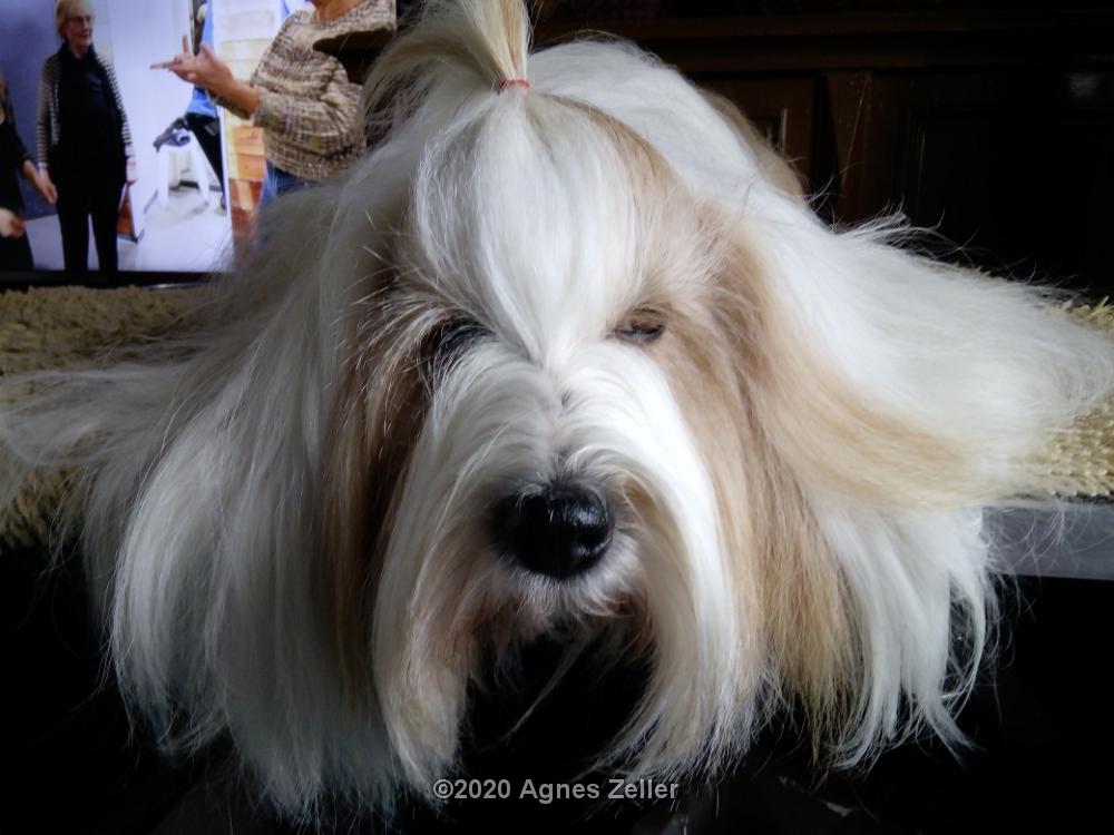 Tinghsa Bells Tibetan Terrier 000092