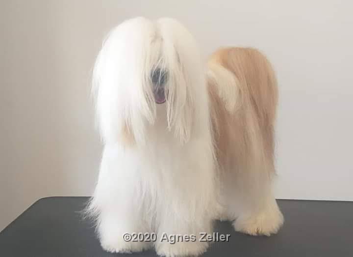 Tinghsa Bells Tibetan Terrier 000095