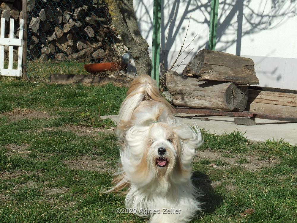 Tinghsa Bells Tibetan Terrier 0018