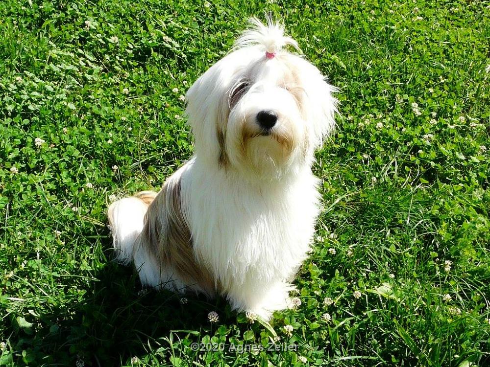 Tinghsa Bells Tibetan Terrier 0030