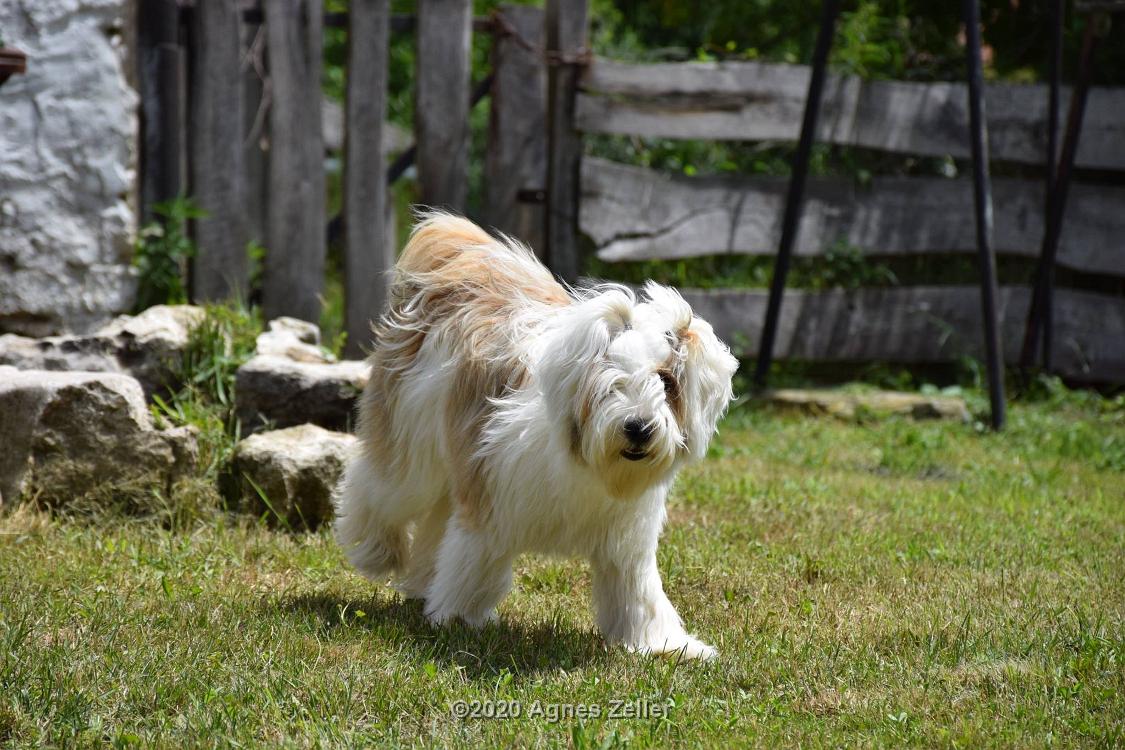 Tinghsa Bells Tibetan Terrier 0082