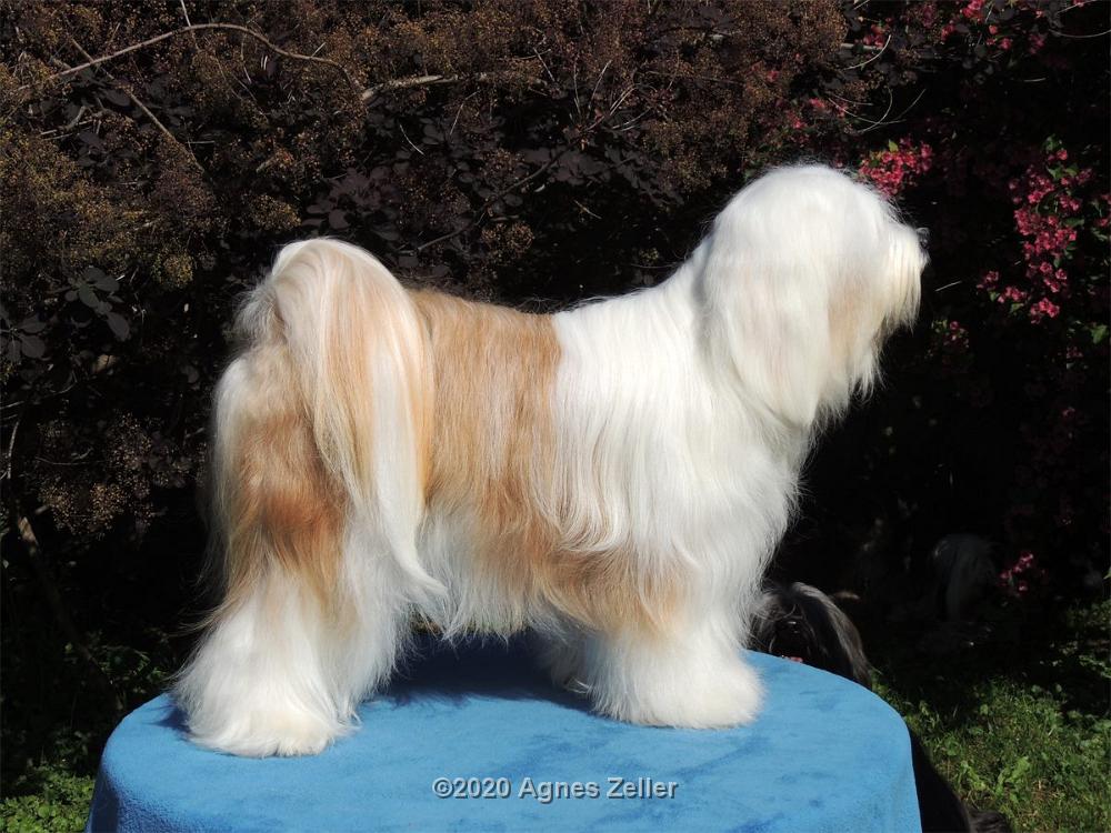 Tinghsa Bells Tibetan Terrier 0083