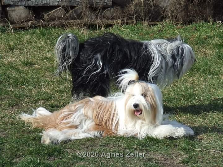 Tinghsa Bells Tibetan Terrier 0086