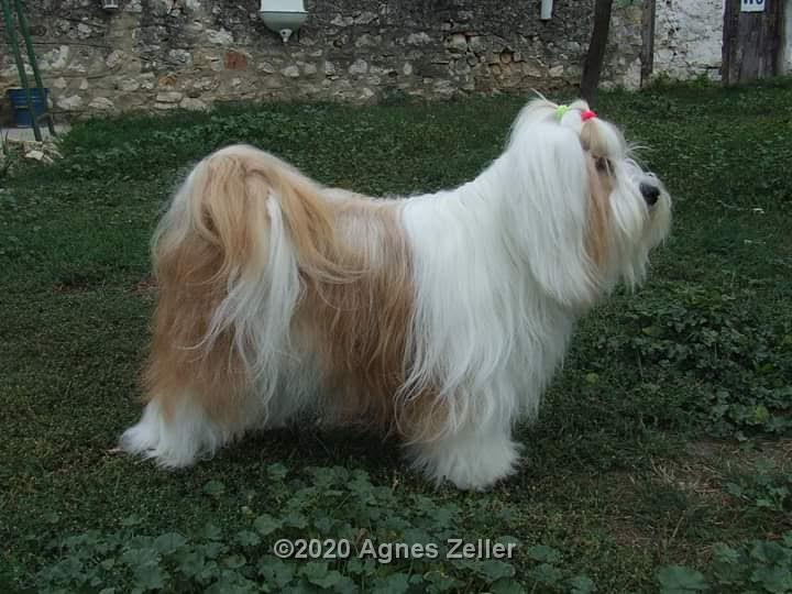 Tinghsa Bells Tibetan Terrier 0087