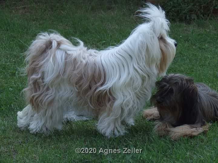 Tinghsa Bells Tibetan Terrier 0093