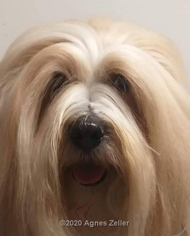 Tibetan Terrier - Tinghsa Bells Fairy Tail - Teddy 1