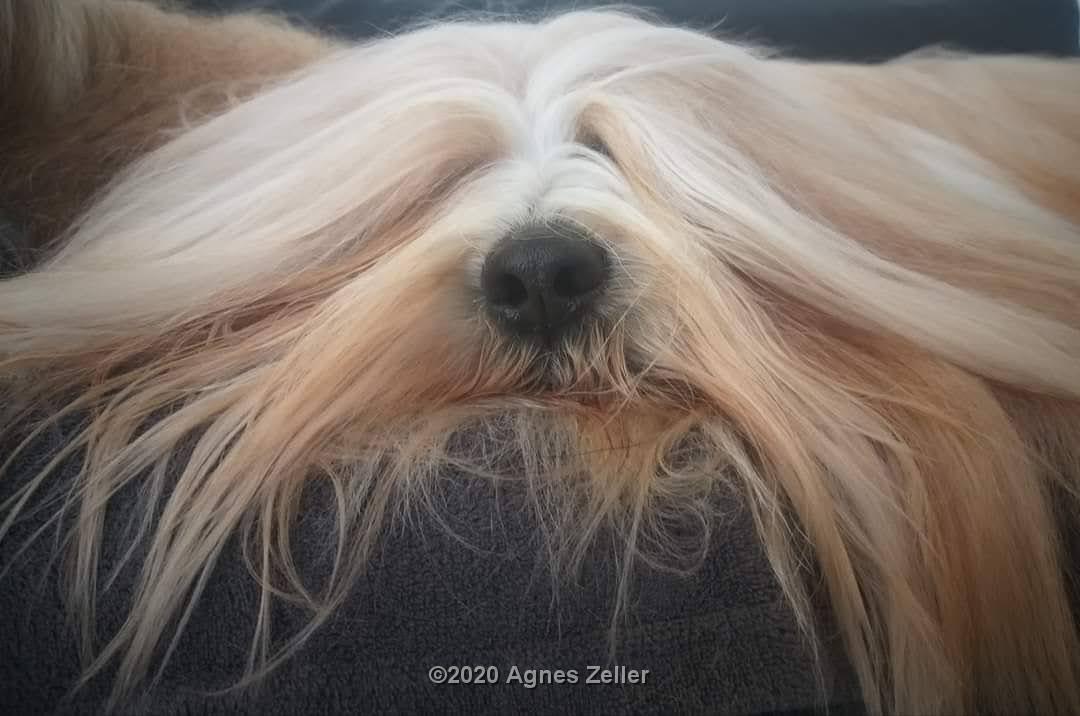 Tibetan Terrier - Tinghsa Bells Fairy Tail - Teddy 2