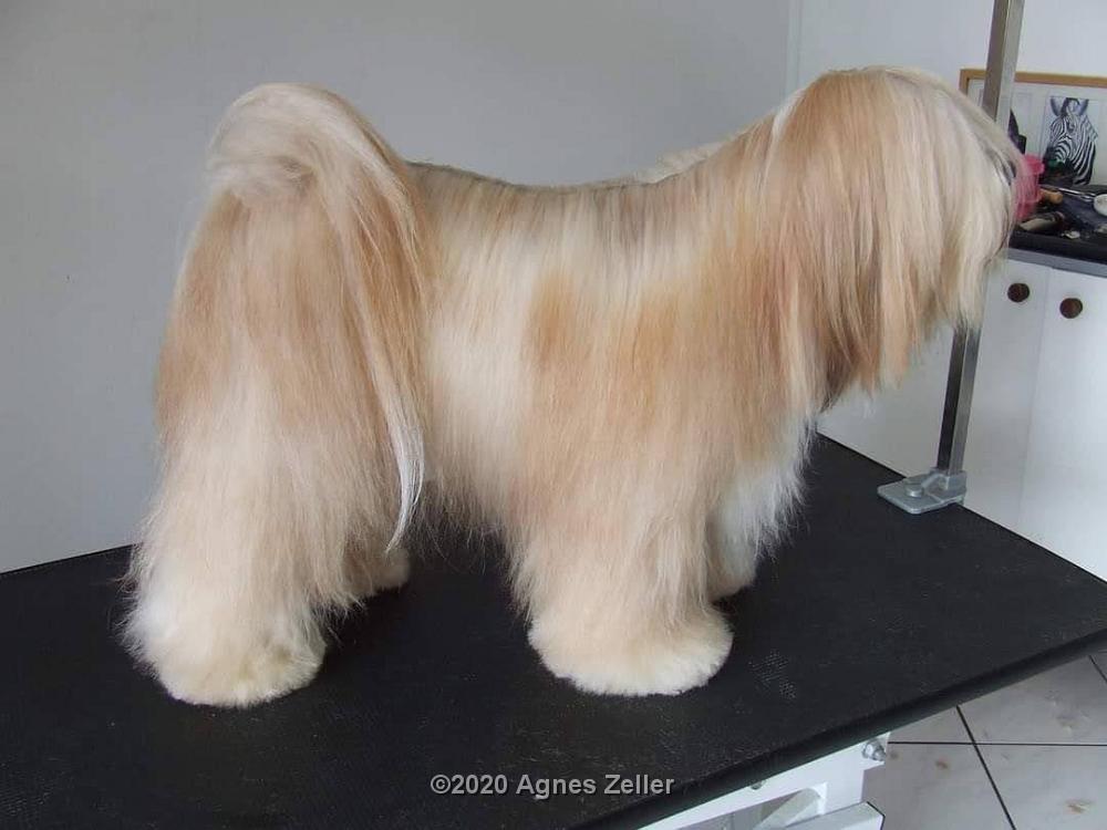 Tibetan Terrier - Tinghsa Bells Fairy Tail - Teddy 4