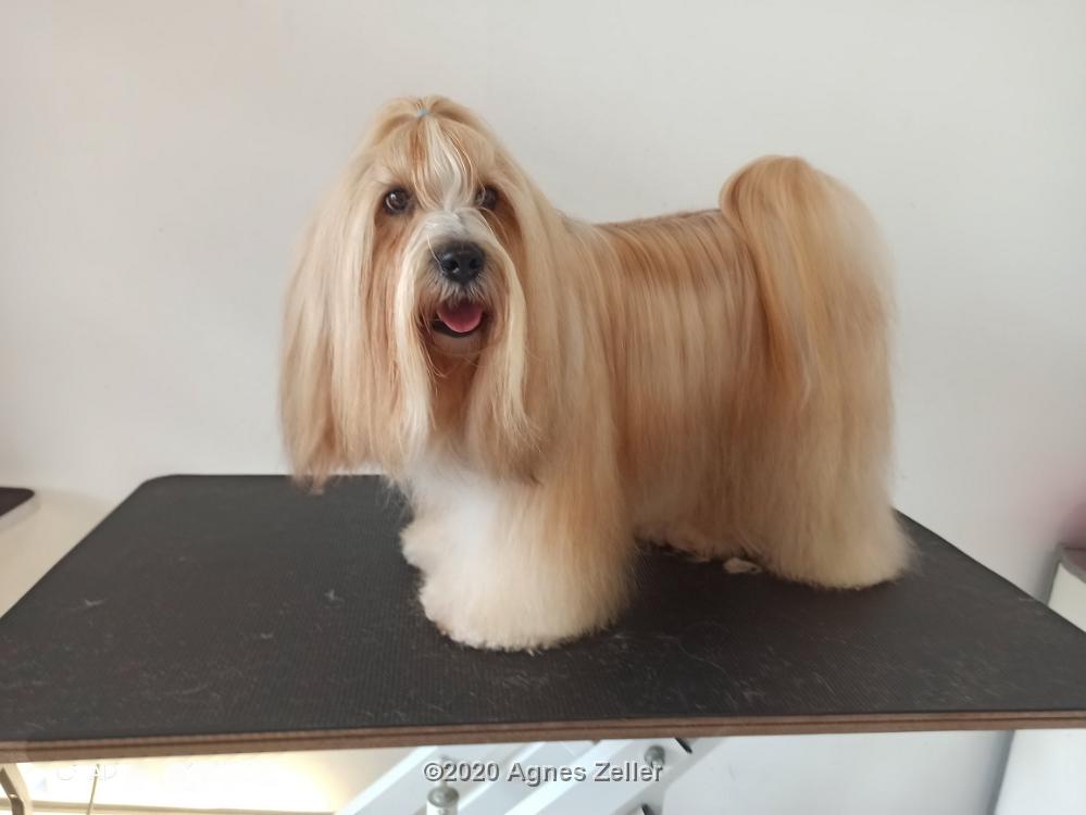 Tinghsa Bells Tibetan Terrier 0003