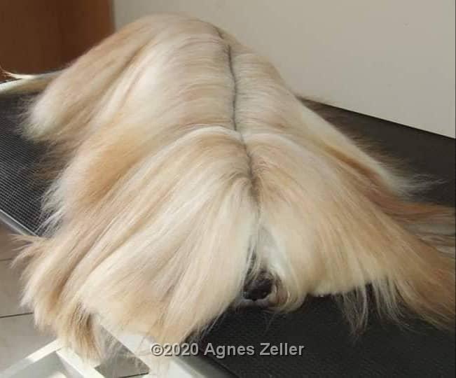 Tinghsa Bells Tibetan Terrier 0097