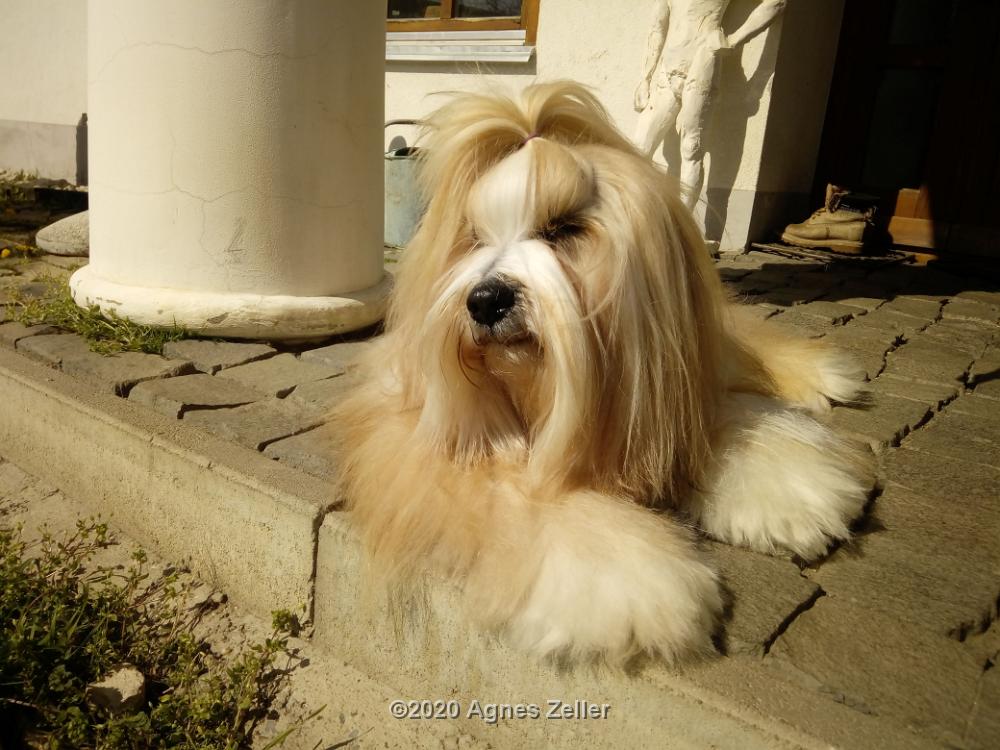 Tinghsa Bells Tibetan Terrier 0101