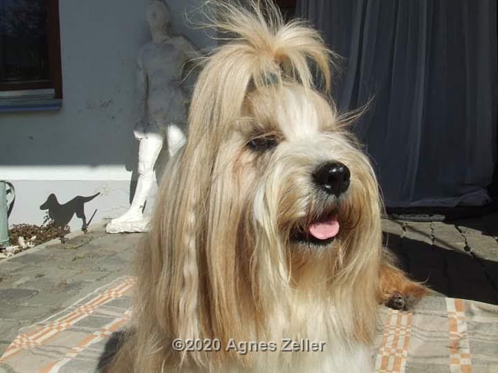 Tinghsa Bells Tibetan Terrier Teddy 2